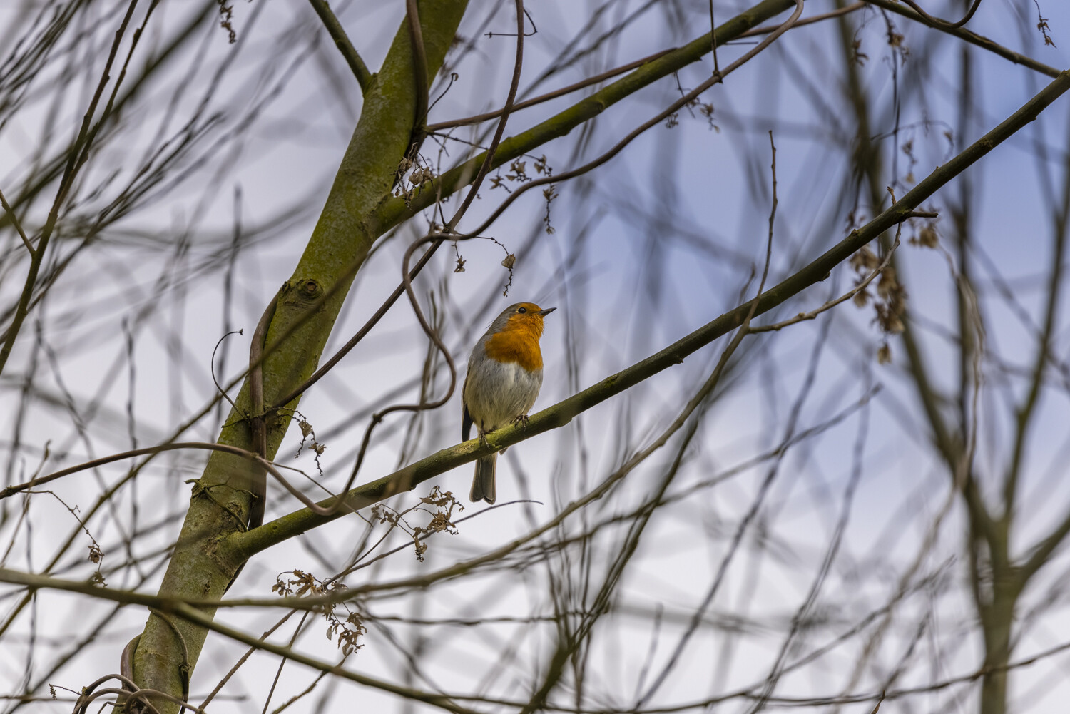 robin in a tree