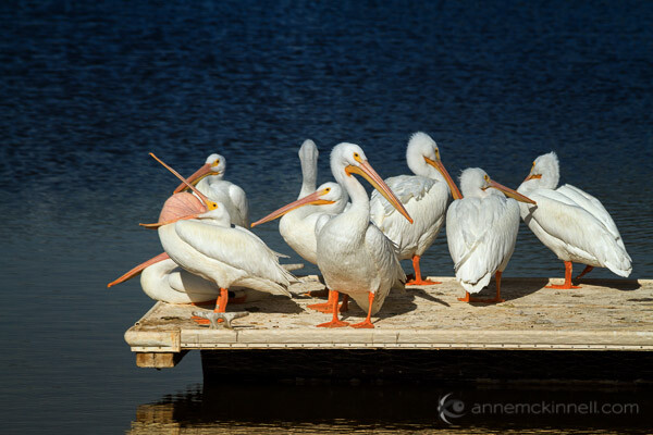 American White Pelicans at the Salton Sea, California, by Anne McKinnell