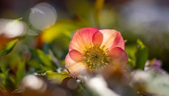 6 Reasons Why Dedicated Cameras are Better than Smartphones for Photography
