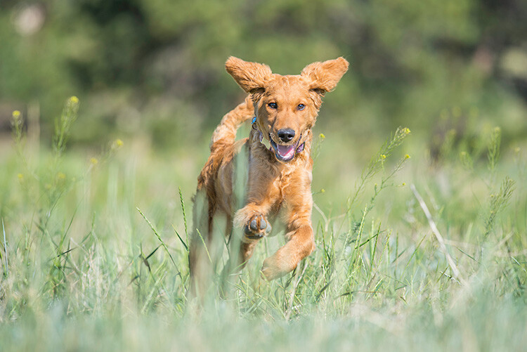 How to Take Better Action Photos of Dogs