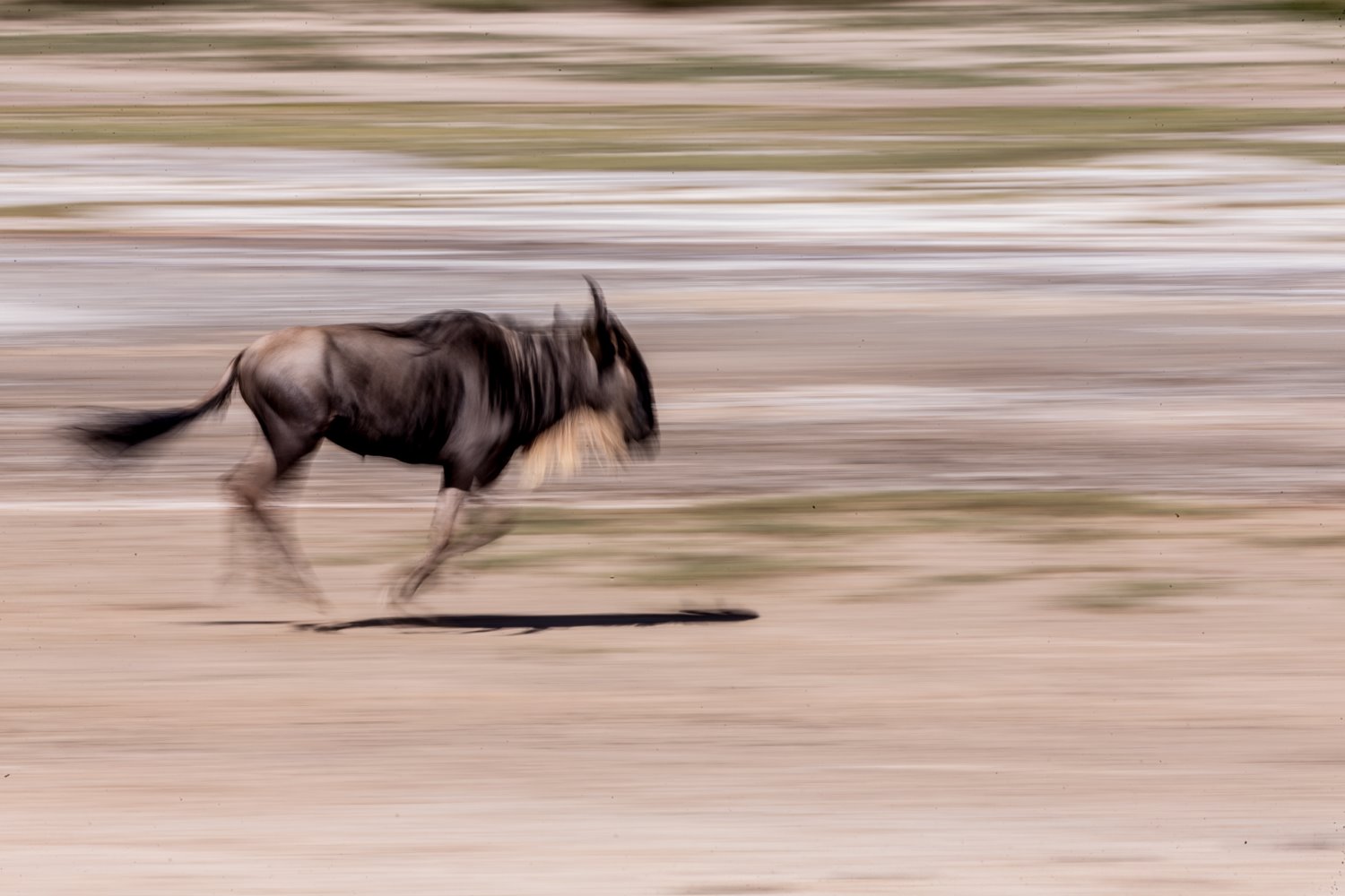 running animal with motion blur