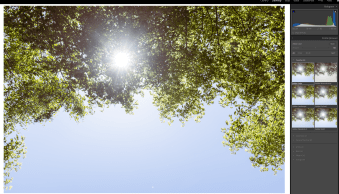 How to (Effectively) Use Color Profiles in Lightroom